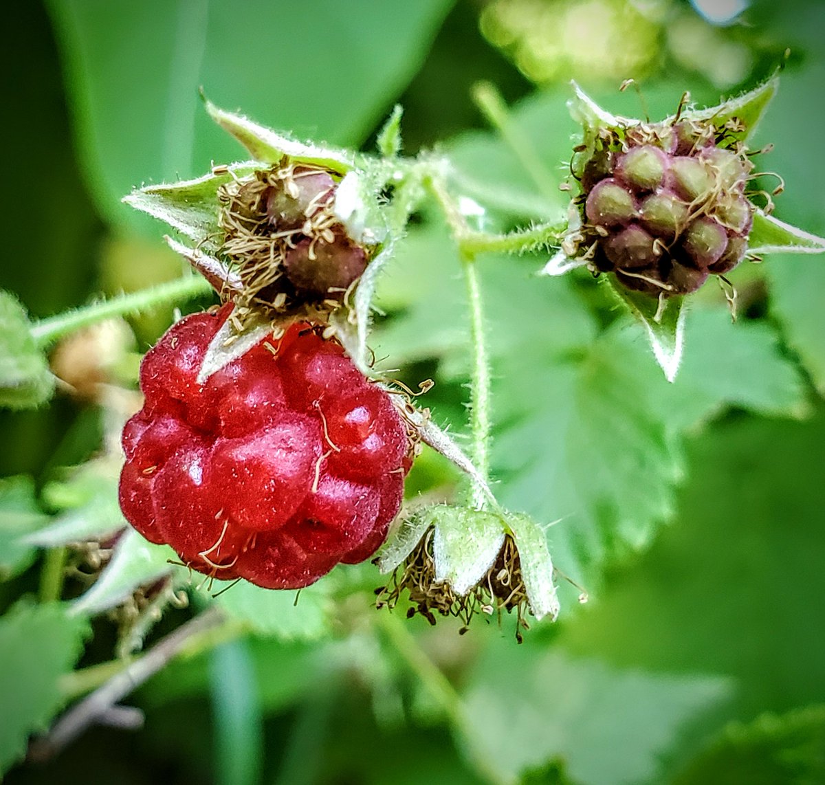 Forestwalk's tweet photo. The wild raspberries are ripening! YUMMY!

#TwitterNatureCommunity #summerdays #raspberries  #berrylover #forestphotography #NaturePhotography  #insidemyphotographyworld #Womeninwood   #ThruMyEyesPhoto  #ontarionature  #forests_ontario https://t.co/mQDKDx54MR