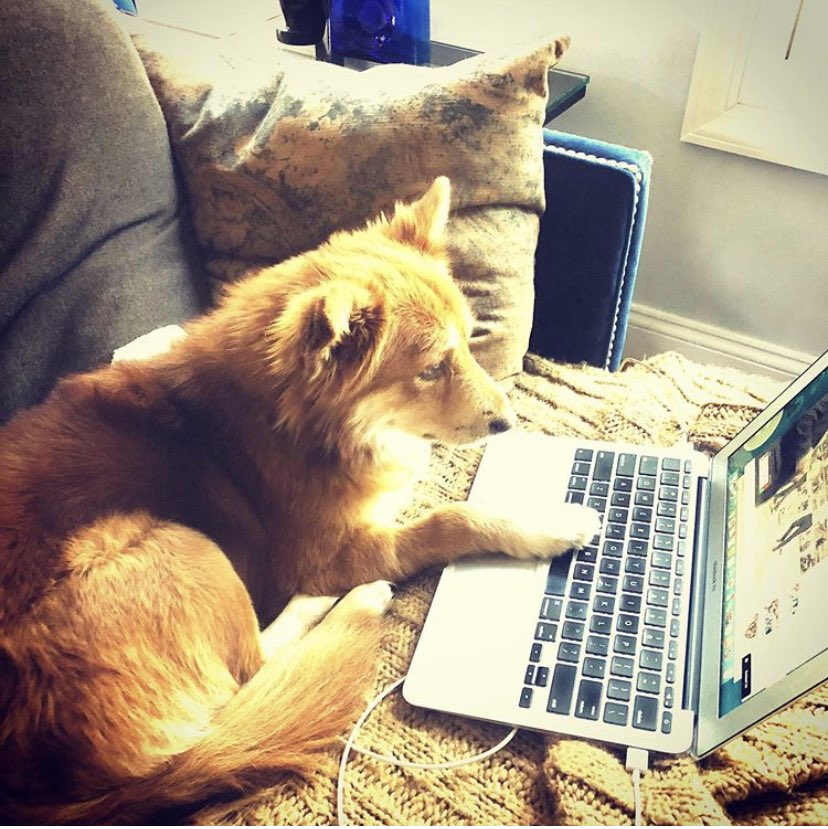 Kendall Cross tweet media