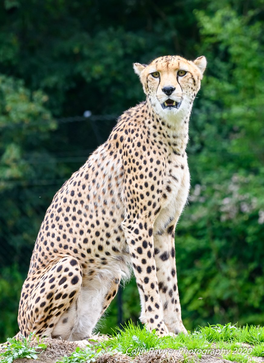 craynerphoto's tweet photo. @wild_place #wildplaceproject @ThePhotoHour #wildlife #nature #wildlifephotography #NaturePhotography https://t.co/6qY0JgWuue