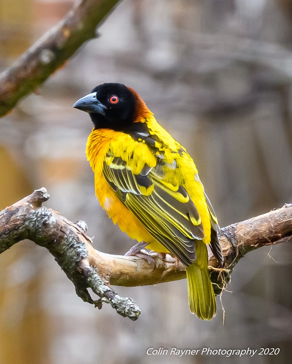 craynerphoto's tweet photo. @wild_place #wildplaceproject @ThePhotoHour #wildlife #nature #wildlifephotography #NaturePhotography https://t.co/6qY0JgWuue