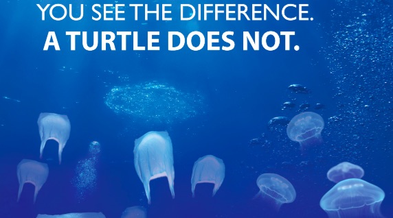 ecopodpackaging's tweet photo. Recent studies examining marine wildlife have found plastic pollution in 100% of marine turtles, 59% of whales, 36% of seals and 40% of seabird species. It's frightening.

#plasticwaste #marine #turtle https://t.co/G31NhFiRiv