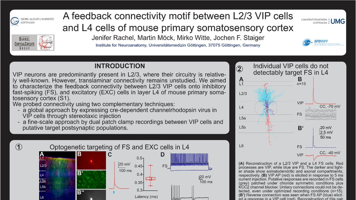 Geared up to present in my final poster session of #FENS2020. If optogenetics, slice recordings and interneurons in the barrel cortex is your jam, drop by to poster 757 for a chat🧠
If you're having trouble with the zoom link please DM! 
#FENS2020poster #FENSathome