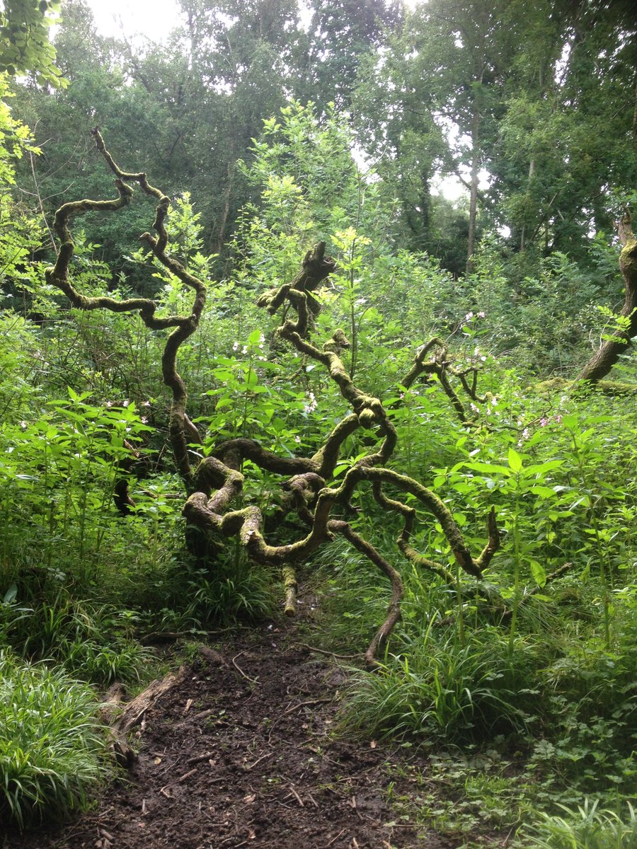 aldamu_jo's tweet photo. Goizeko Ibilaldia ,#ShawsBridge Belfast. #Urtxintxak. https://t.co/voht0ANjVR