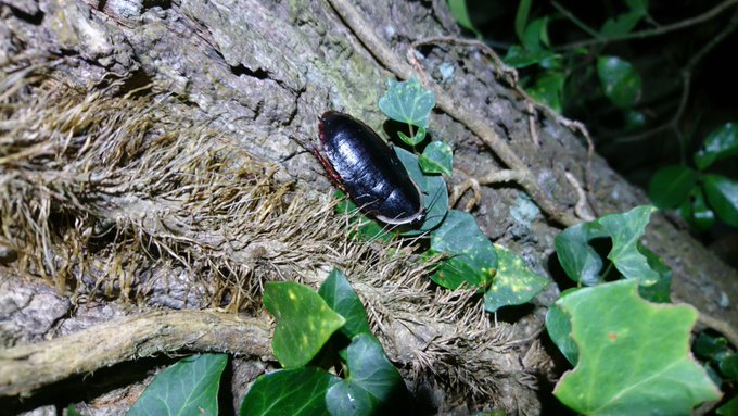 ゴキブリにまさかの存在意義 地球と人類の未来を救う４つの使命