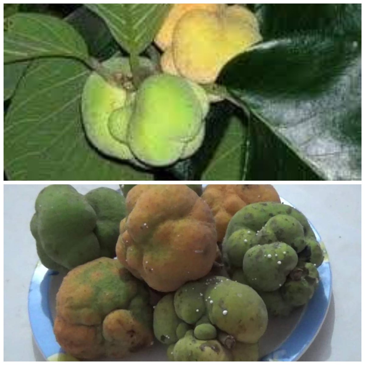 bharatshitole's tweet photo. Guys have you eaten this lovely fruit....What it's been called at your place...इस मज़ेदार फल कप आप किस नाम से जानते है...
Hint : जामुन के साथ ये फल भी उसी मौसम में प्राप्त होता है। https://t.co/Bx9t2egsHp