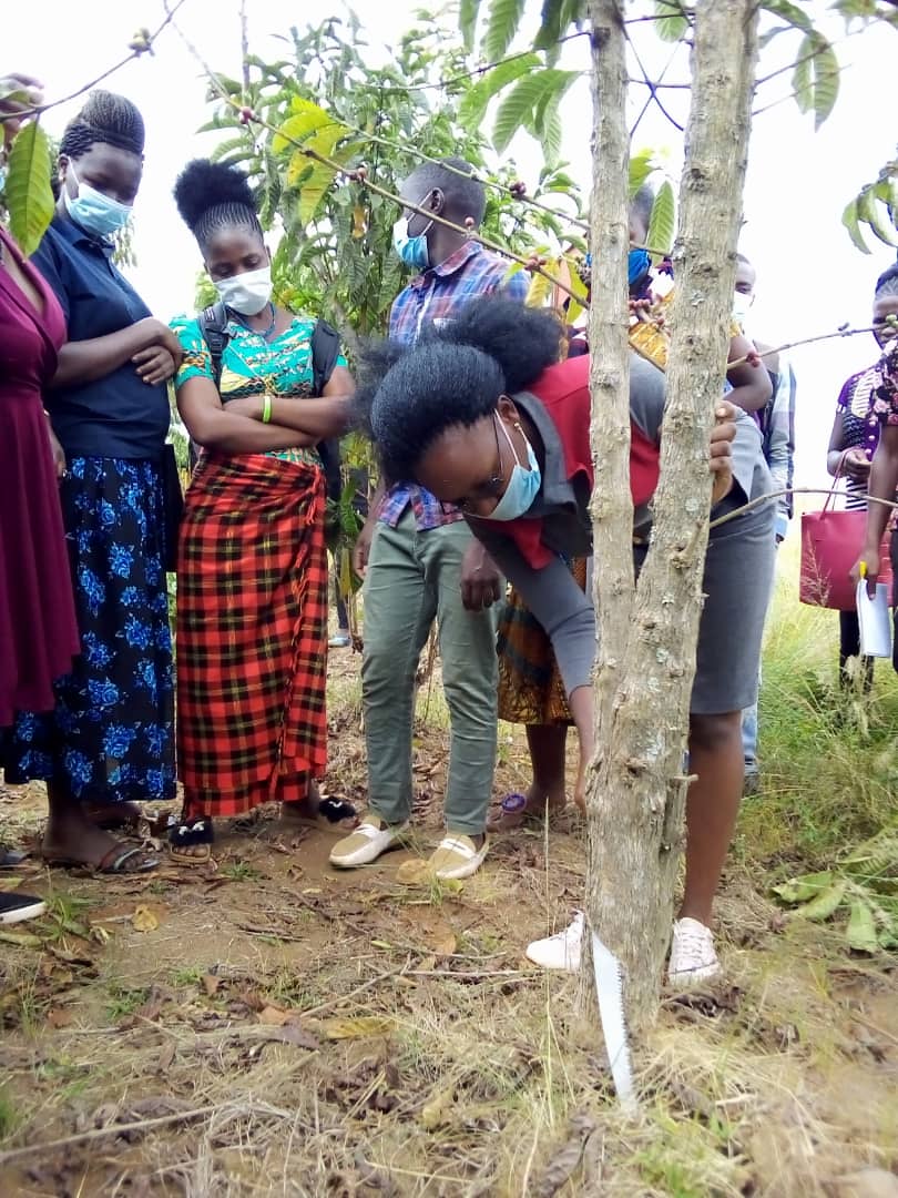 cafe_tanzania's tweet photo. Youth are dynamic, different pathways are needed for their professional growth. Coffee knowledge and experience exchange is essential for young adults to understand the key position they hold in coffee value chain. #TaCRI #TCB #NewNormal @sdafrosa @aikande https://t.co/AHV1SAvleO