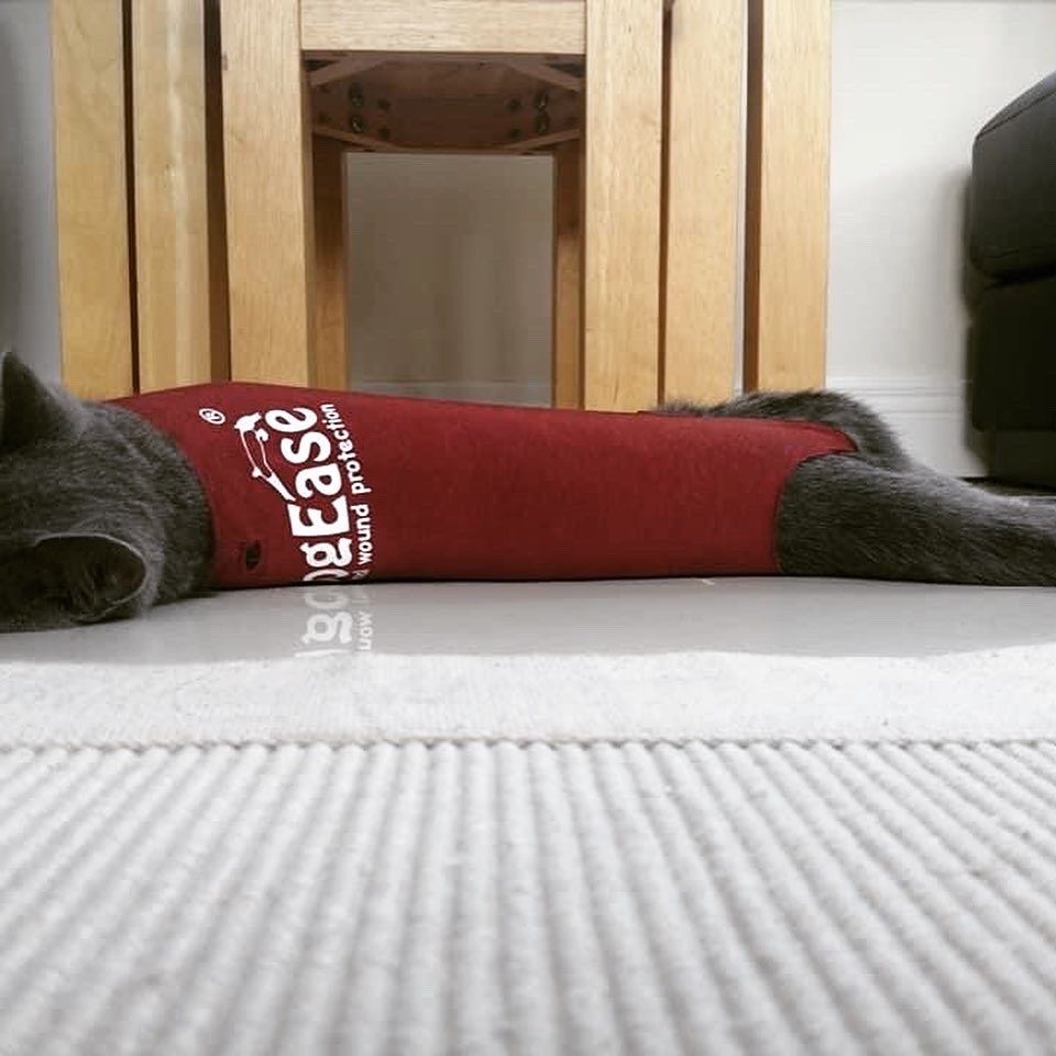DogEaseUK's tweet photo. #notjustfordogs ๐ป๐ฝ๐ฝ #noconezone #dogease https://t.co/hhiIv8XB0O