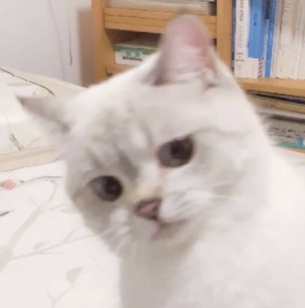 ryujin as the weibo cat –a thread ᨐᵉᵒʷ