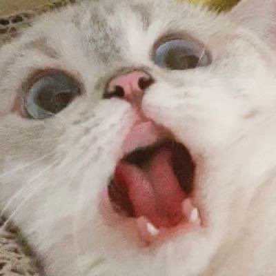 ryujin as the weibo cat –a thread ᨐᵉᵒʷ