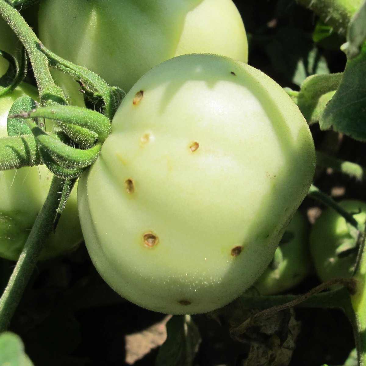 A few reports of bacterial spot in #ontag processing🍅. Efficacy of chem &amp; biopesticie mngt tools inconsistent &amp; certainly not curative shorturl.at/DRS29. Most fungicides for mngt of fungal (early blight, anthracnose), Oomycete (late blight) diseases = no effect on spot