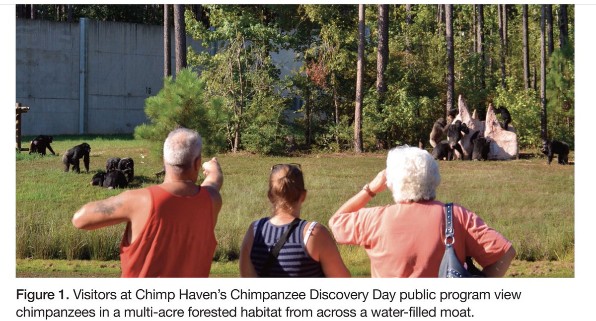 In time for #WorldChimpanzeeDay, @chimpaparazzi @chimpfreq @chimpchic & I have a new paper out: we studied @ChimpHaven chimps’ behavior when the sanctuary is open to the public & found no indicators of negative welfare in response to visitation vs baseline drive.google.com/file/d/1_2GsfL…