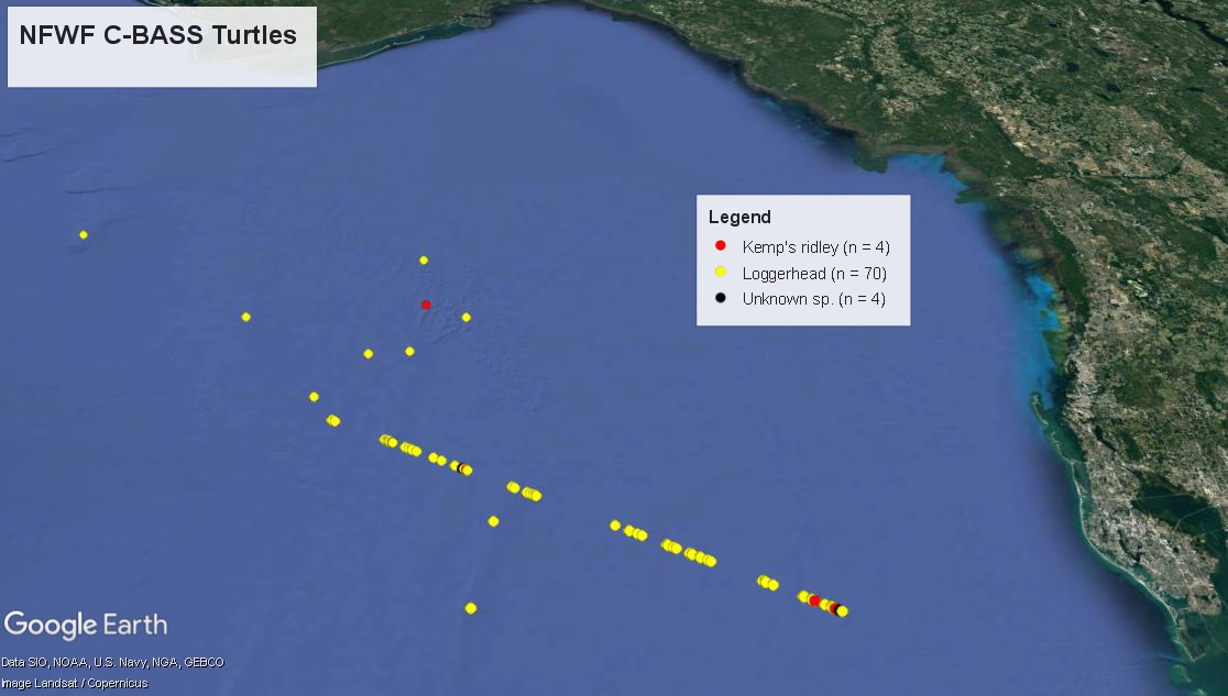 CSCAMPscience's tweet photo. TURTLE TUESDAY🐢
The #GulfstreamPipeline proved to be an excellent artificial hangout for mostly #loggerhead turtles. Check out our google earth map by Heather Broadbent - PhD Project Scientist #CSCAMP #Turtles #GulfofMexico #USF @USFResearch @USFCMS
https://t.co/WGUny8gibr https://t.co/Uj1WxIO3CF