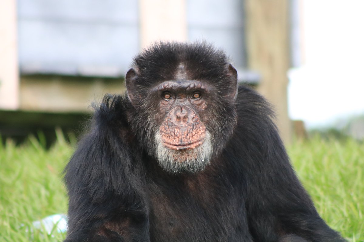 LionCountry's tweet photo. Happy #WorldChimpanzeeDay! Chimps face a variety of threats throughout their range. They're intelligent, complex animals that are as unique to each other as people are! There's a lot of ways that you can help support efforts to save chimpanzees & be a #ChampforChimps (see below). https://t.co/AJ8tXsXIKU