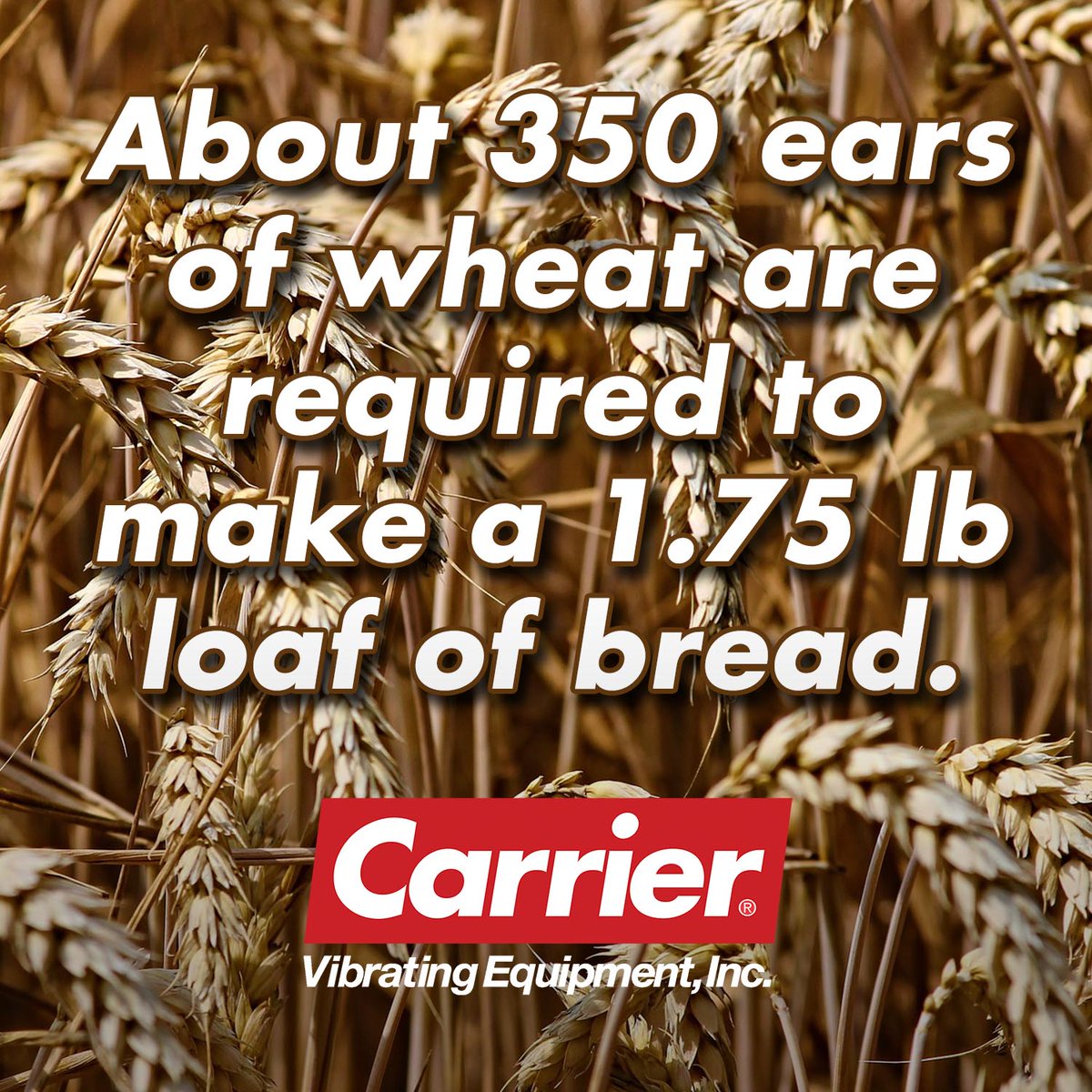 carriervibrate's tweet photo. About 350 ears of wheat are required to make a 1.75 lb loaf of bread. https://t.co/QJj5a1WfqE