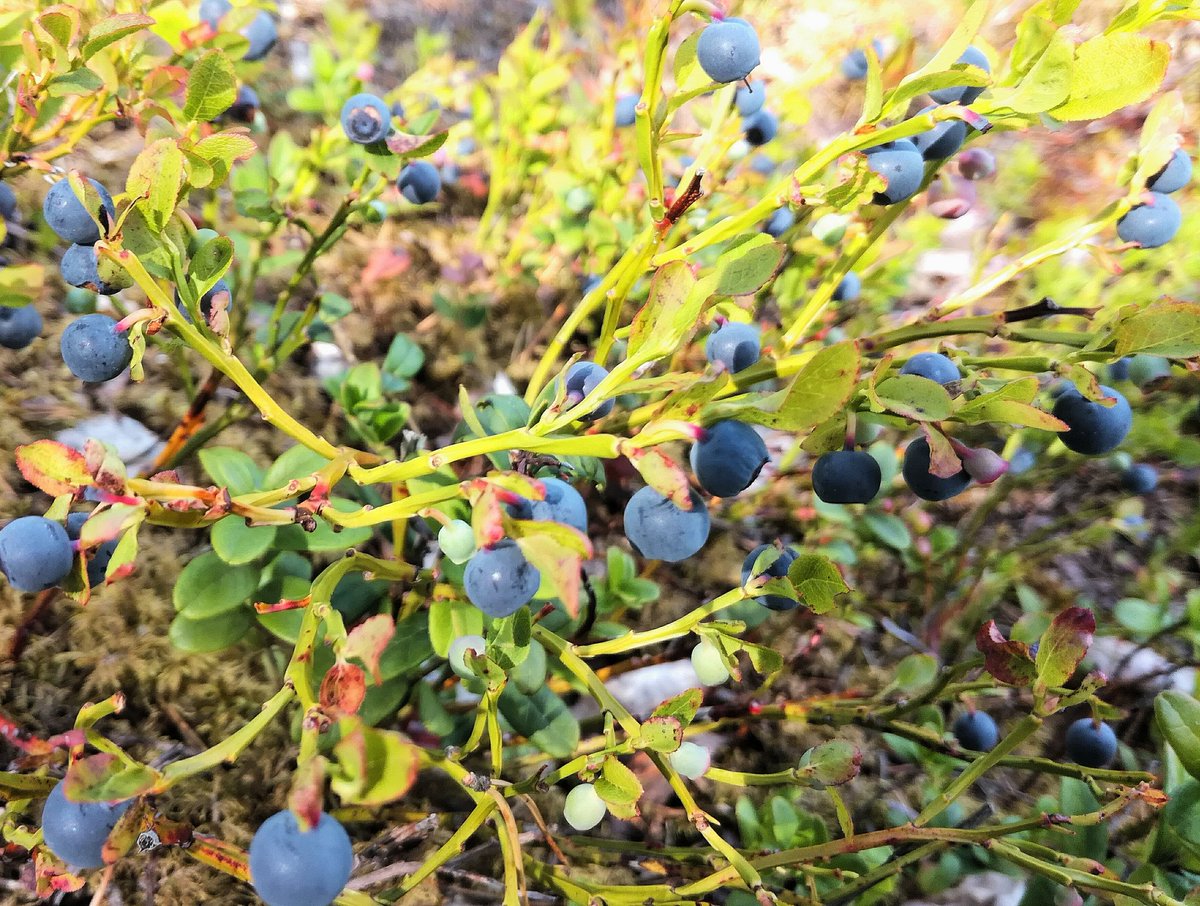 Kaarina Heiskanen 🐟 💙💛🌻 tweet media