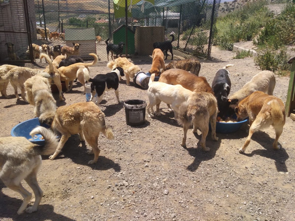 sohayder_'s tweet photo. Kalabalığı görüyorsunuz yaklaşık 90 nüfus var her gün besleniyor bu canlar ayrıca dışarda da bir bu kadar cana sahip çıkmaya çalışıyoruz. Desteğinize ihtiyacımız var. Bize bu linkten mama desteğinde bulunur musunuz ? https://t.co/Gf1GNGROkL RT YAPARAKTA DESTEK OLABİLİRSİNİZ. https://t.co/ljir8ihY1G
