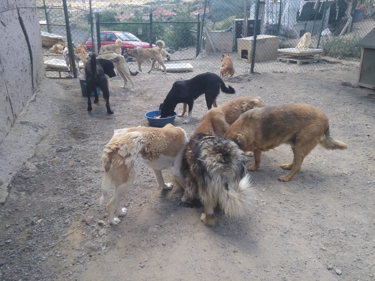 sohayder_'s tweet photo. Kalabalığı görüyorsunuz yaklaşık 90 nüfus var her gün besleniyor bu canlar ayrıca dışarda da bir bu kadar cana sahip çıkmaya çalışıyoruz. Desteğinize ihtiyacımız var. Bize bu linkten mama desteğinde bulunur musunuz ? https://t.co/Gf1GNGROkL RT YAPARAKTA DESTEK OLABİLİRSİNİZ. https://t.co/ljir8ihY1G