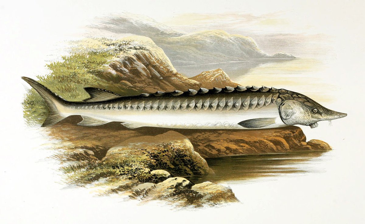 Each day this week we are tweeting about a different animal that once lived in the Levels, and which might just do so again. Day two - and it' a really really big one, a true megafuana up to 18 ft long - the European sturgeon.  http://somersetwildlands.org  1/7