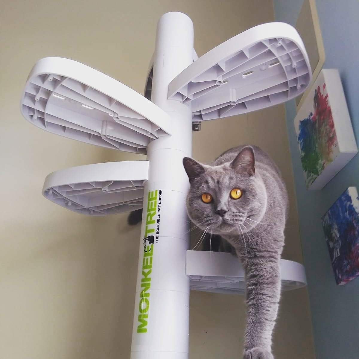 MonkeeTree's tweet photo. Monkee Tree Scalable #Cat Ladders are purr-fect for inside and out. Designed for your cat in mind. https://t.co/SZy8ZDbp05
