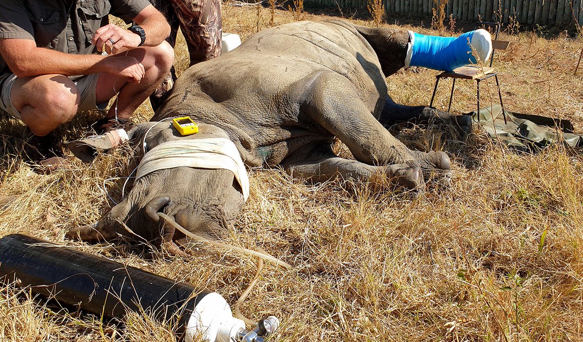 SavingSurvivors's tweet photo. Dr. Johan is called to attend to a Southern White Rhino Heifer with a nasty wound inflicted by a local Bull Rhino. Read the full story in our “Bush Journals” https://t.co/04eFwkp6qk #creatinghopefromhurt #savingthesurvivors #teamsurvivor https://t.co/07y2Upcvp4