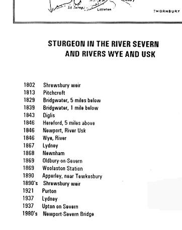 Despite being now very rare, records of sturgeon in British waters continued well into the 20th century, although the last records from the Levels area come from the River Parrett around Bridgwater in the 1830s, where the Levels drain into the sea. 4/7  https://www.glaucus.org.uk/Sturgen2.htm 