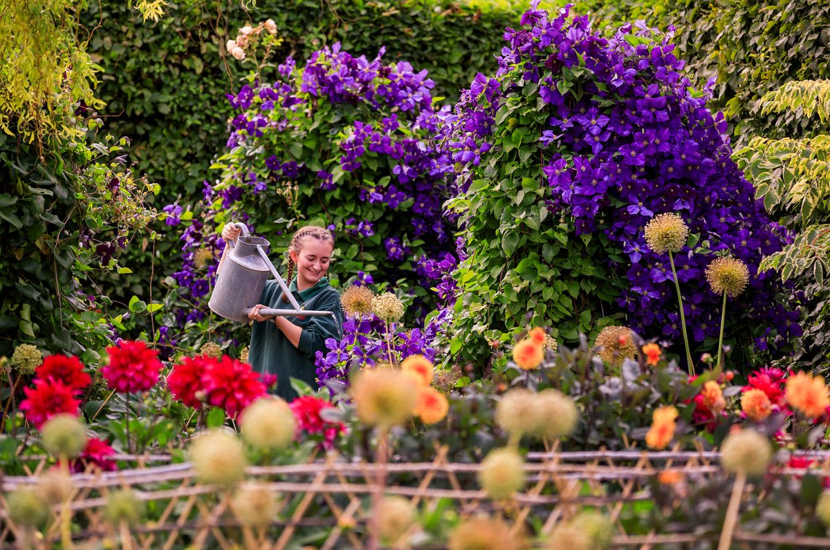 Our Cut Flower Garden is blooming with our huge Babylon series of Dahlias! #DidYouKnow In 1575, visitors to Mexico discovered the native Dahlia, already in double form, being grown in the gardens of wealthy Mexicans throughout the country. #gardening @OllieDixonPhoto