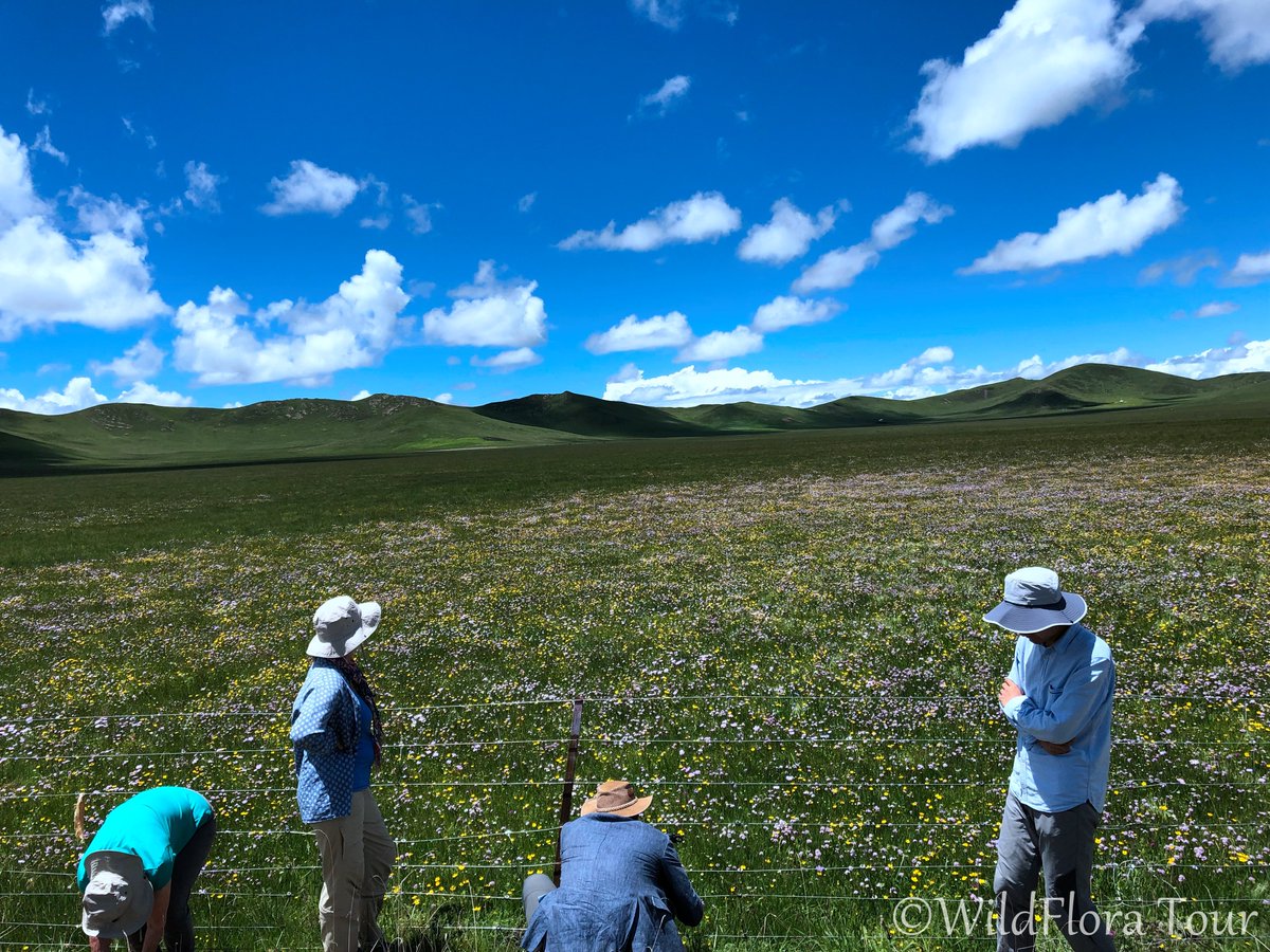 Ruoergai grasslands like a magnificent emerald inlaid diamond on the northwest boundary of Sichuan, known as 'the oasis of the northwest Tibetan Plateau'. In 2019, we organized a Wildflora trip to explore this area. On this trip, we had a good time together.