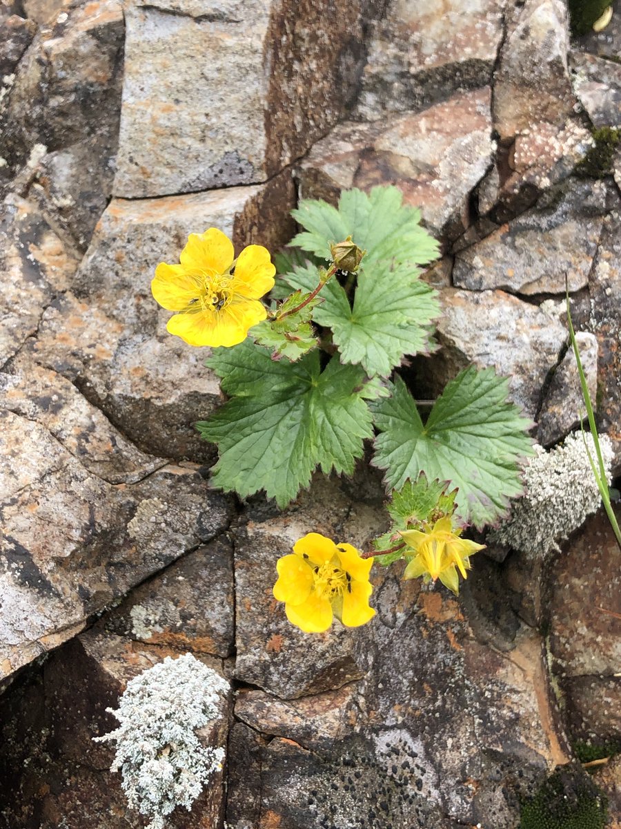 こチェ ミヤマダイコンソウ Geum Calthifolium Var Nipponicum 高山植物 黄色花のメジャーな存在 今年は早くから咲いているようです ミヤマキンバイやウラジロキンバイなどと見分けが難しいって話を聞きますが 葉っぱがかなり違います 花の黄色に こチェ ミヤマダイコンソウ Geum Calthifolium Var Nipponicum 高山植物 黄色花のメジャーな存在 今年は早くから咲いているようです ミヤマキンバイやウラジロキンバイなどと見分けが難しいって話を聞きますが 葉っぱがかなり違います 花の黄色に