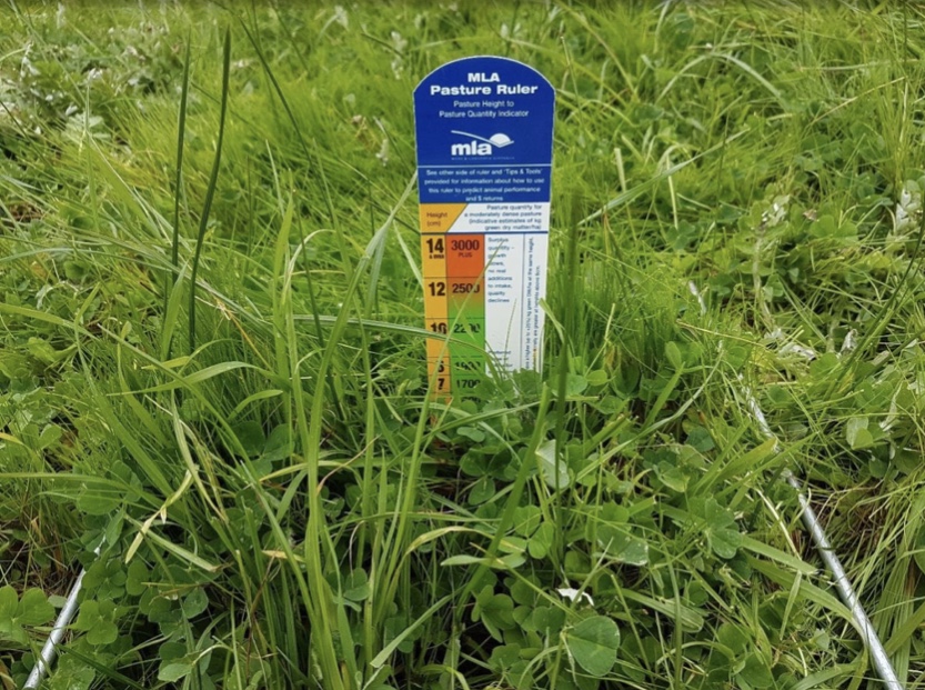 Less Weeds More Feed is a <a href="/meatlivestock/">Meat & Livestock Australia</a> SFS project looking at the impact of different spraying times on silver grass, desirable #grasses &amp; #clovers in the feedbase. Pictured is a trial site quadrant showing #pasture composition &amp; estimated feed on offer. 📸 <a href="/JessicaBrogden/">Jessica Brogden</a>