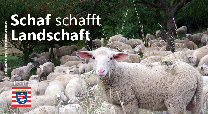 Ministerium für Landwirtschaft und Umwelt Hessen (@umwelthessen) on Twitter photo #Schafe sammeln in ihrem Fell Samen, Sporen & Tiere und sorgen damit für mehr #biologischeVielfalt. Das Projekt „Schaf schafft Landschaft“ setzt sich für den Erhalt der Weideflächen ein. Dafür übergibt Staatssekretär <a href="/oliverconz/">Oliver Conz</a> heute die <a href="/undekadebiodiv/">UN-Dekade Vielfalt</a> 👉bit.ly/3gVzh3n #Schafe sammeln in ihrem Fell Samen, Sporen & Tiere und sorgen damit für mehr #biologischeVielfalt. Das Projekt „Schaf schafft Landschaft“ setzt sich für den Erhalt der Weideflächen ein. Dafür übergibt Staatssekretär <a href="/oliverconz/">Oliver Conz</a> heute die <a href="/undekadebiodiv/">UN-Dekade Vielfalt</a> 👉bit.ly/3gVzh3n