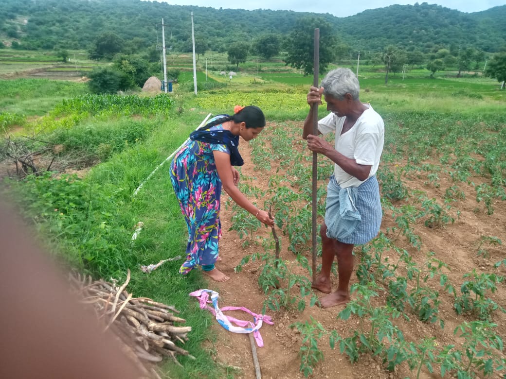 WOTRIndia's tweet photo. Staking of tomato plants and green manuring of a plot in #Telangana: Take a look.

#Manchal #Narayanpet #SCI #Staking #OrganicFormulation #YellammaThanda #Anthwar @HSBC_IN @NABARDOnline @AxisBank @DaminiKhaire @TelanganaCMO @AgriGoI @UNFAO @UNFCCC @UNCCDLibrary @moefcc @MoRD_GOI https://t.co/iwELa0UYnH
