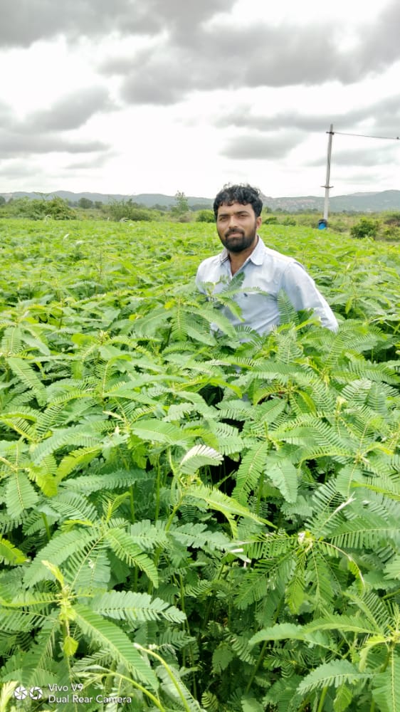 WOTRIndia's tweet photo. Staking of tomato plants and green manuring of a plot in #Telangana: Take a look.

#Manchal #Narayanpet #SCI #Staking #OrganicFormulation #YellammaThanda #Anthwar @HSBC_IN @NABARDOnline @AxisBank @DaminiKhaire @TelanganaCMO @AgriGoI @UNFAO @UNFCCC @UNCCDLibrary @moefcc @MoRD_GOI https://t.co/iwELa0UYnH