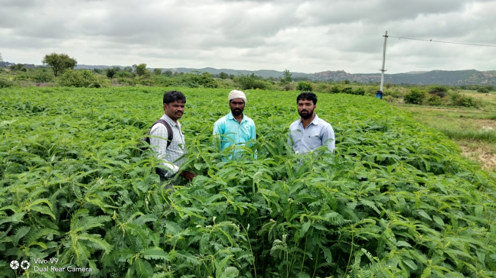 WOTRIndia's tweet photo. Staking of tomato plants and green manuring of a plot in #Telangana: Take a look.

#Manchal #Narayanpet #SCI #Staking #OrganicFormulation #YellammaThanda #Anthwar @HSBC_IN @NABARDOnline @AxisBank @DaminiKhaire @TelanganaCMO @AgriGoI @UNFAO @UNFCCC @UNCCDLibrary @moefcc @MoRD_GOI https://t.co/iwELa0UYnH