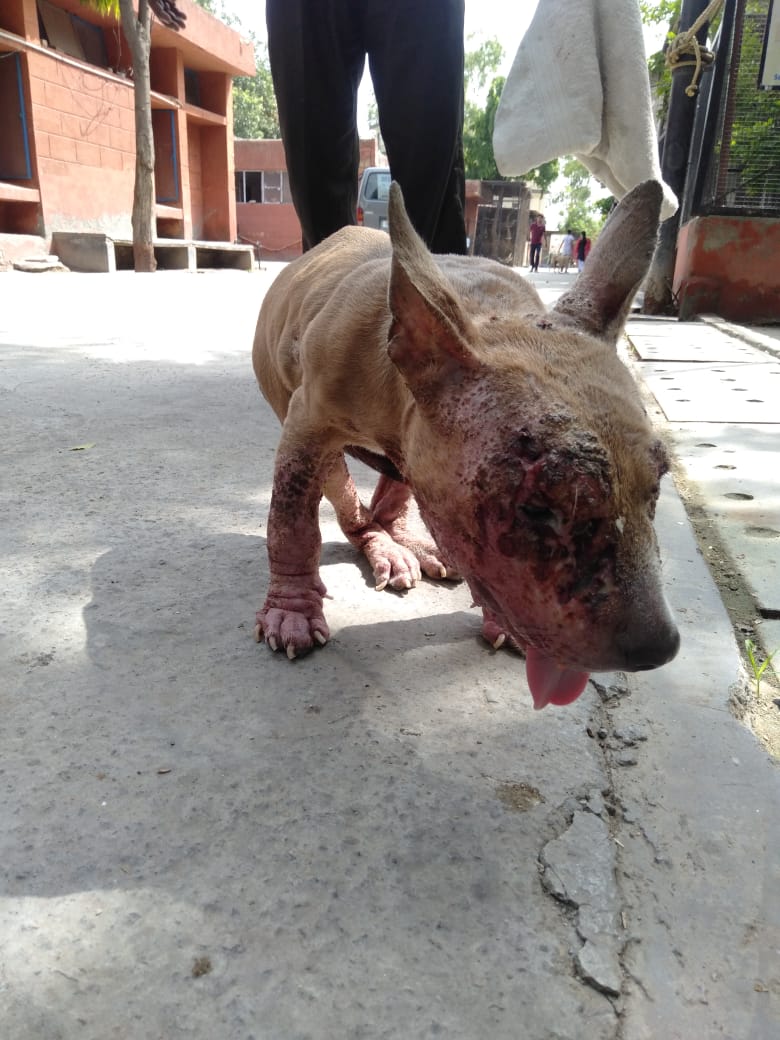 kaalicharan's tweet photo. #Delhi This pit bull puppy, 3 months old, was found lying on the road. She has a huge wound on her face which has now been cleaned of maggots and dressed https://t.co/CeLJFh92bp

She needs urgent foster care. Contact 
9871745109, harry3797@gmail.com 

Please RT! https://t.co/DPlkwbZ4qo