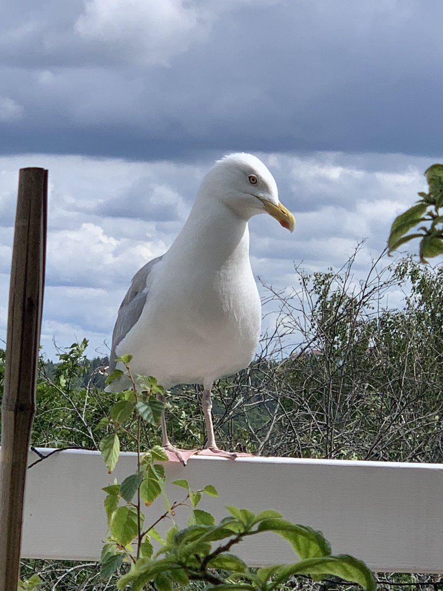 Papanomaly tweet media