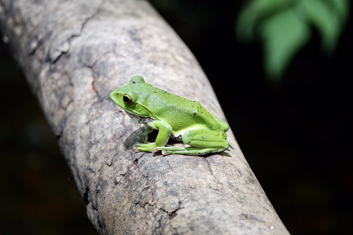 はなちゃ 水面上の木の枝などに泡状の卵を産むモリアオガエルさんです めずらしくカエルさんの姿が見れたのでパシャリ モリアオガエル