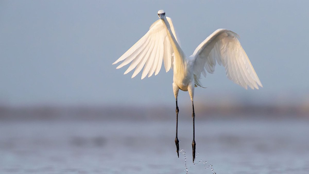 Call for Green Recovery by EU Environment Ministers:

Time is of the essence, both the recovery &amp; the climate &amp; environmental challenges are urgent. We have witnessed how sensitive our economies are to external shocks. In the recovery, we seek resilience.

bit.ly/2CuEm43