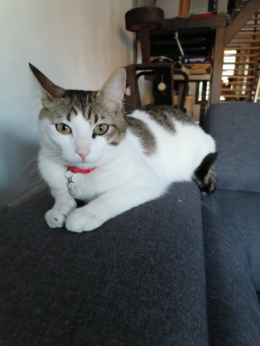 Romsnvg's tweet image. Your pet and what they're named after