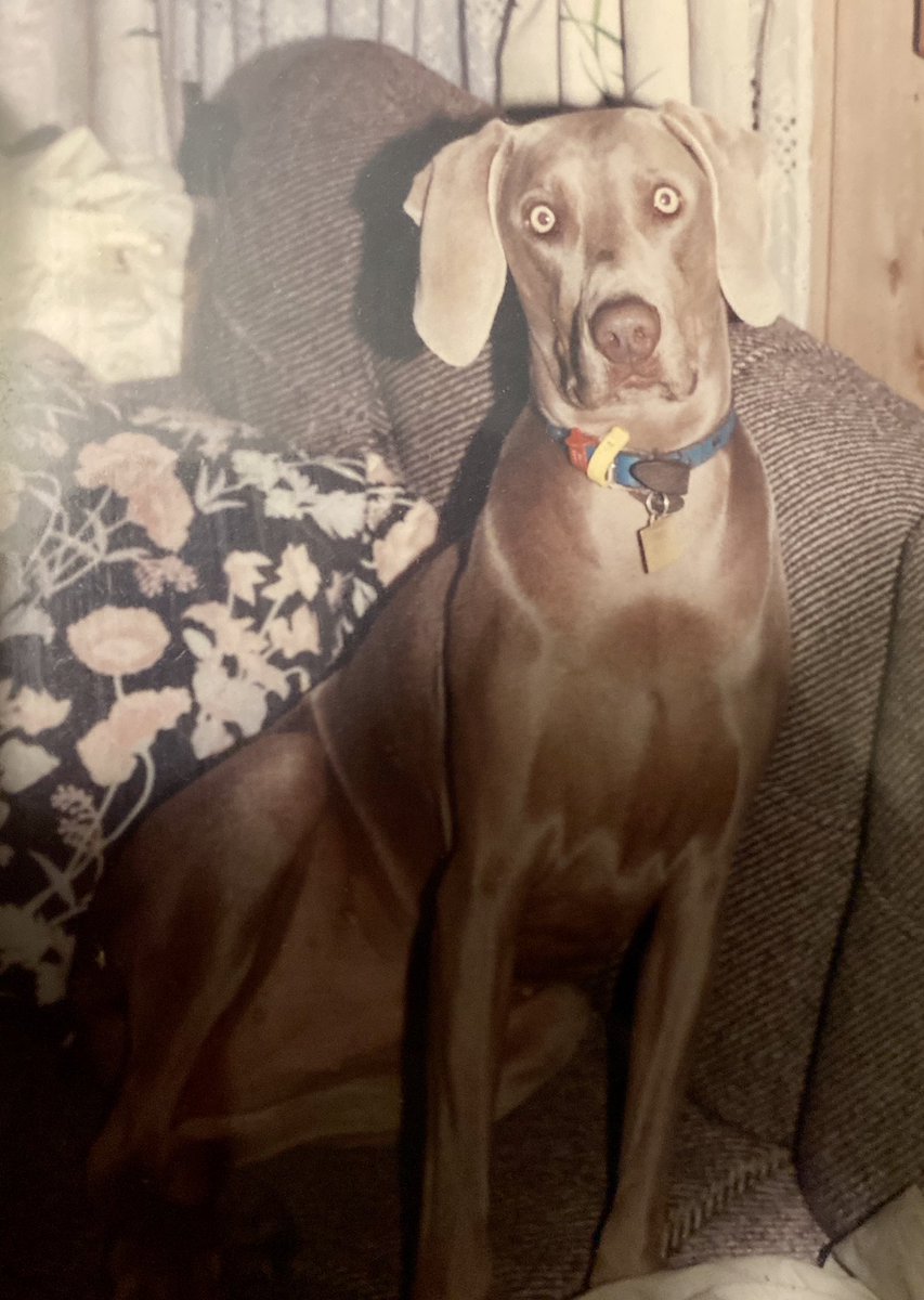 gvarmstrong's tweet image. I think they would have made a lovely couple