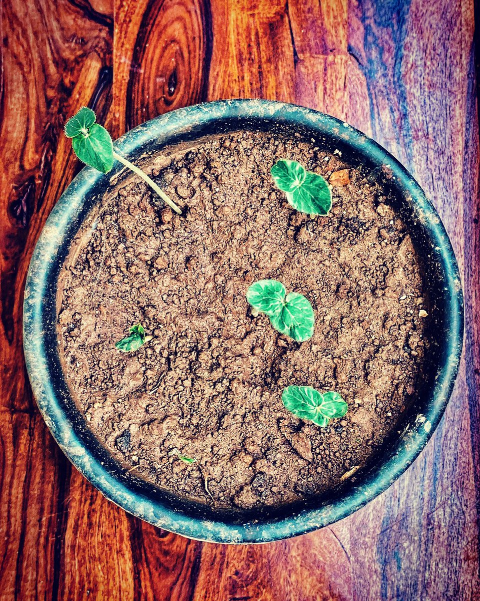 silikamohapatra's tweet photo. I am learning magic tricks! Okracadabra
#vegetablegarden https://t.co/a4W9yk8dd1
