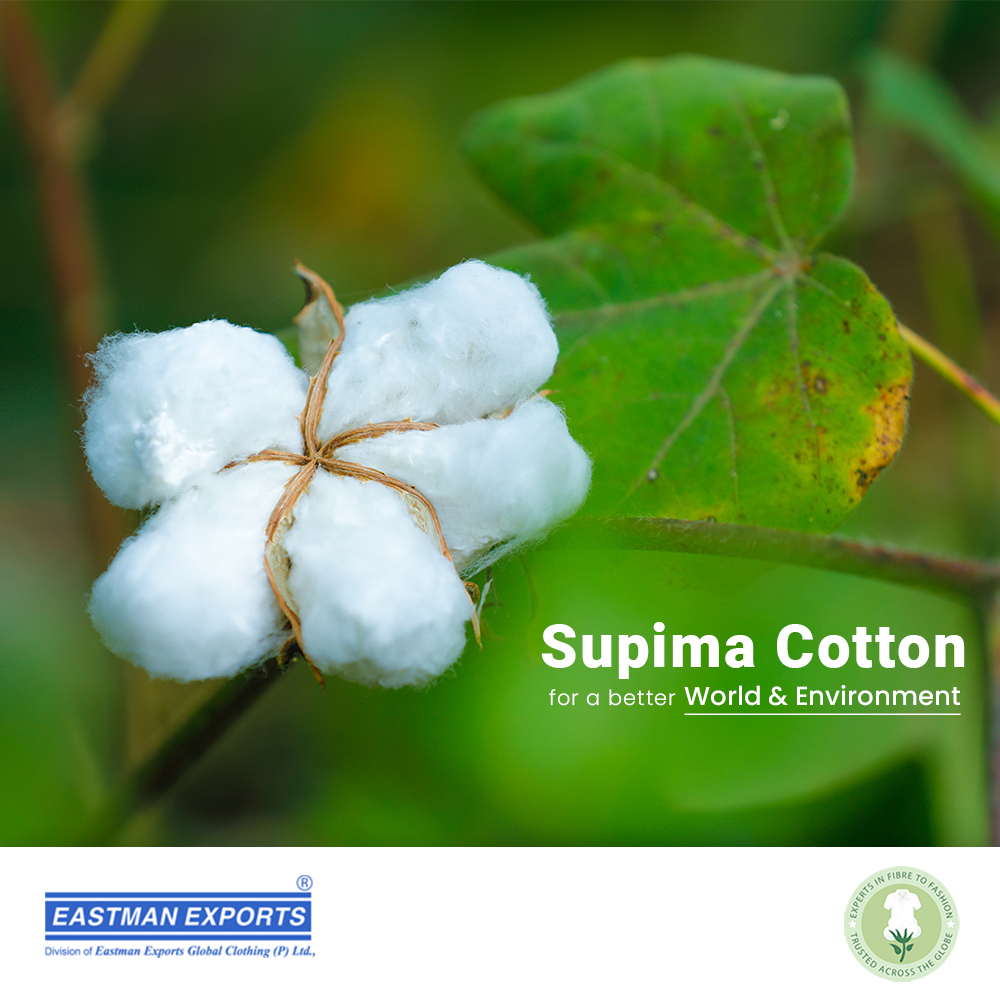 Leading manufacturer of garments made out of Supima cotton...
Supima cotton have 45% strong fiber compared with the normal cotton.
Learn more @ eastmanexports.com
#supimacotton #100%cotton #sustainablecotton #cottongarmentmanufacturer #textilemanufacturer