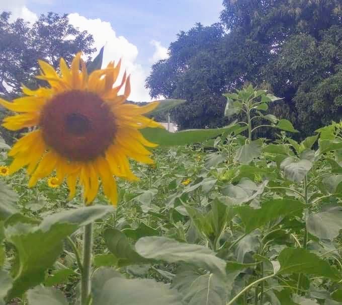 EdUKaid's tweet photo. The sunflower seeds have been harvested at Namgogoli Primary school and ready to be pressed - the oil produced will be sold with income used to feed the children and pay for chalk and paper .

Thank you St James Place for supporting this school 

#handupnothandout #farmtofeed https://t.co/qH6JXzra0K