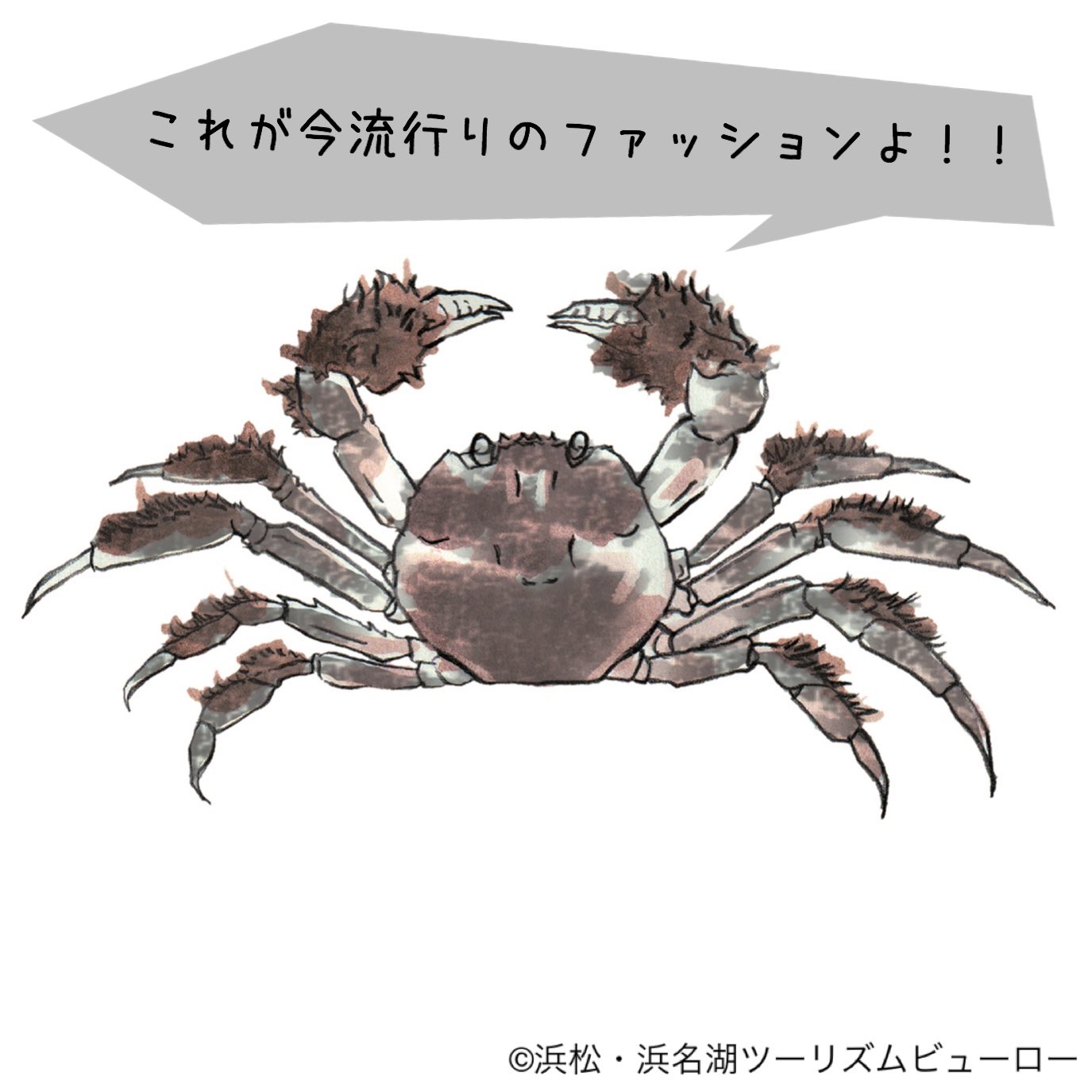 浜松 浜名湖観光情報 公式 正解は 毛 そう その特徴からも英語では手袋ガニ Mitten Crab と呼ばれていたり そして実は 高級食材の上海ガニと見た目も味もそっくりな近縁種なんですよ 知られざる美味食材 あっ よだれが 浜名湖に暮らして