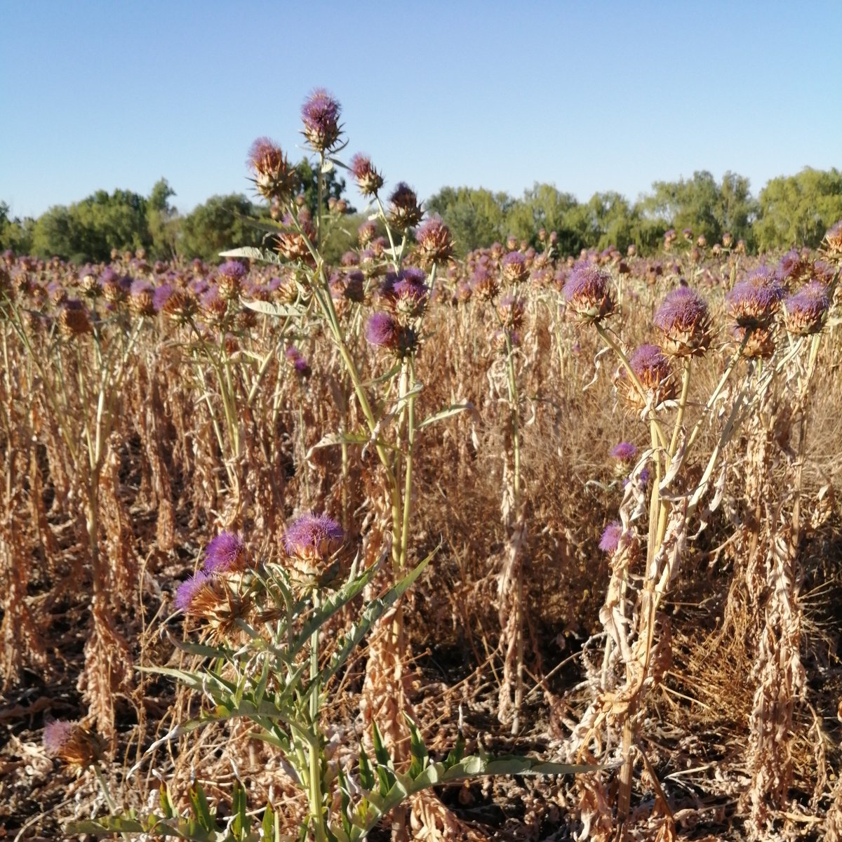 CTAEX_CIT's tweet photo. Estudio técnico del cardo C. cardunculus para su aprovechamiento como coagulante vegetal con calidad diferenciada en la comarca Rajo-Salor-Almonte 
Más info 👇
🔗https://t.co/HpYxlupGKX https://t.co/VVsXOXMal5