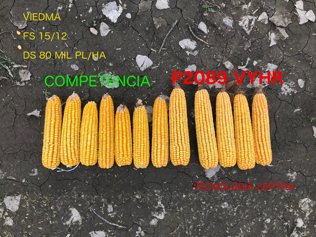 SevepSrl's tweet photo. MAIZ PIONEER #P2089 #LEPTRA EN #VIEDMA #RioNegro la tecnología mas completa en mercado con el mejor potencial para los ambientes de la zona. #ServicioPioneer. @Dealers_Pioneer https://t.co/fhpHAfPWnu