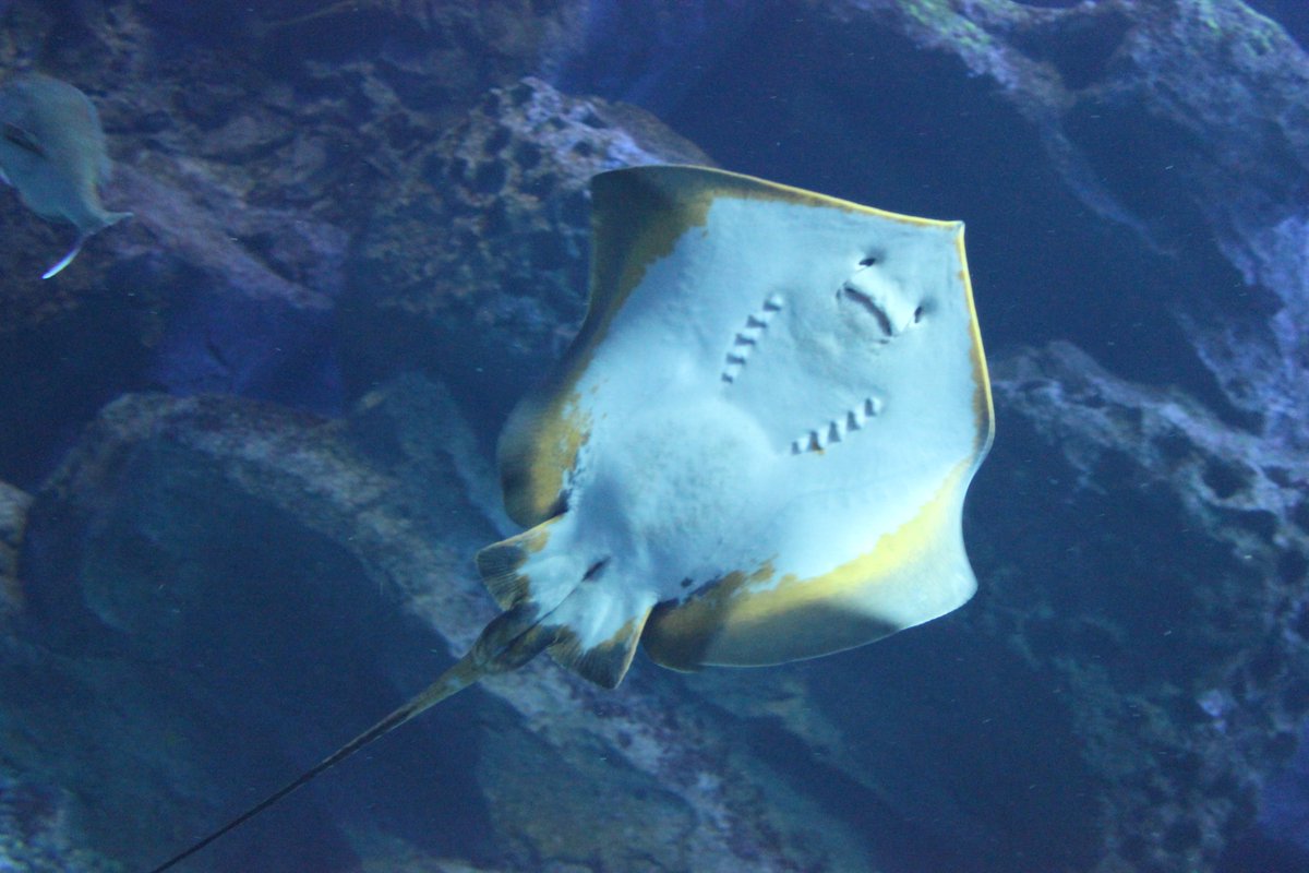 男鹿水族館gao 公式 Gaoエイシリーズ アカエイです 河口付近まで泳いでくることもあり もしかしたら 野生のアカエイを見たことがある という方もいるのではないでしょうか 男鹿ではお祭りやお正月に煮付にしてアカエイを食べることがあります