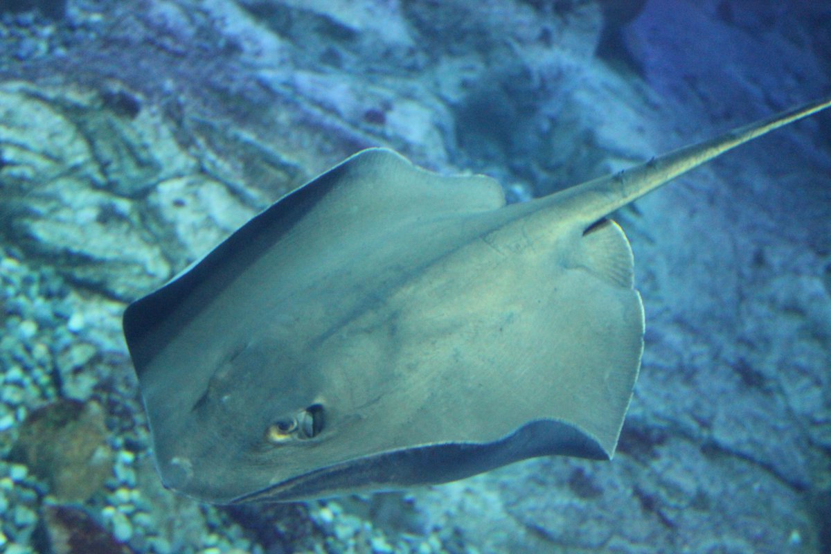 男鹿水族館gao 公式 Gaoエイシリーズ アカエイです 河口付近まで泳いでくることもあり もしかしたら 野生のアカエイを見たことがある という方もいるのではないでしょうか 男鹿ではお祭りやお正月に煮付にしてアカエイを食べることがあります