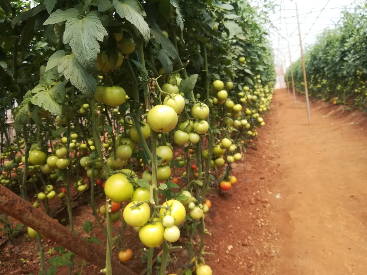 Silas Mutota tweet media