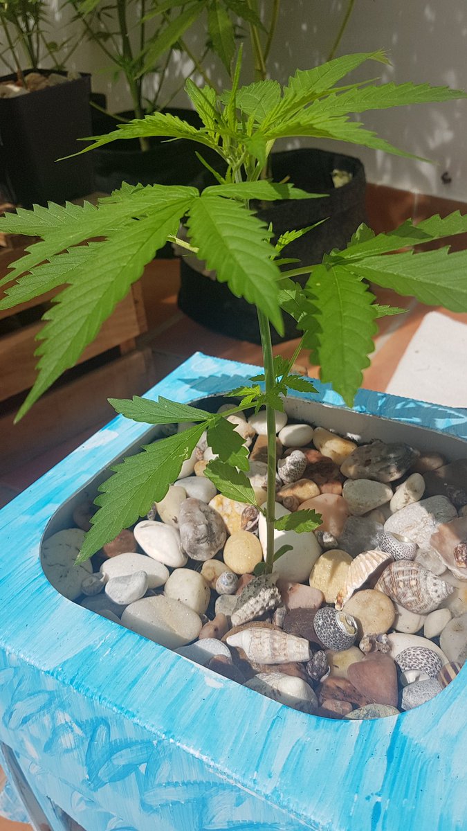 Sophie_MJ's tweet photo. 🌞¡¡Buenos dias por la mañana!!🌞
Así de preciosa va mi WeedBox🌱 #PolarExpressAuto @GreenbudSeeds @Apez140 @GiftsGreenwood @Medussa_Protect @cmsweed 
#CopaDigital 
#CMSWEED 

#LaSofiJardinera 👩🏼‍🌾🤜🏼🤛🏼💚 https://t.co/Qwi8aKZitk