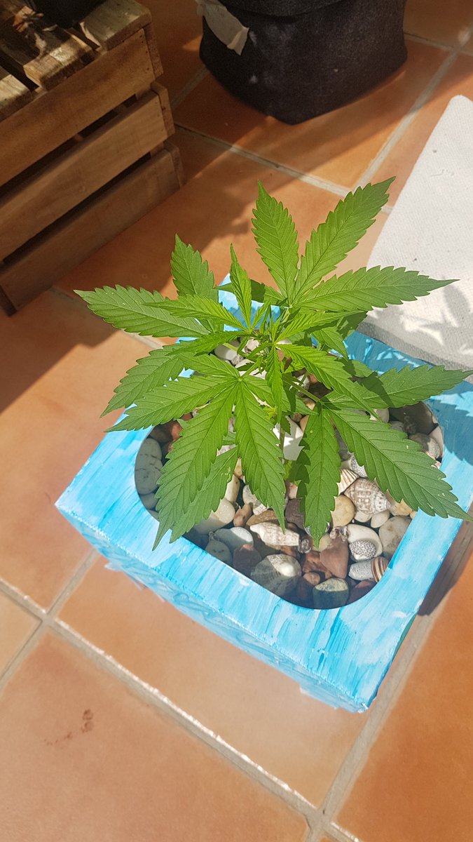 Sophie_MJ's tweet photo. 🌞¡¡Buenos dias por la mañana!!🌞
Así de preciosa va mi WeedBox🌱 #PolarExpressAuto @GreenbudSeeds @Apez140 @GiftsGreenwood @Medussa_Protect @cmsweed 
#CopaDigital 
#CMSWEED 

#LaSofiJardinera 👩🏼‍🌾🤜🏼🤛🏼💚 https://t.co/Qwi8aKZitk